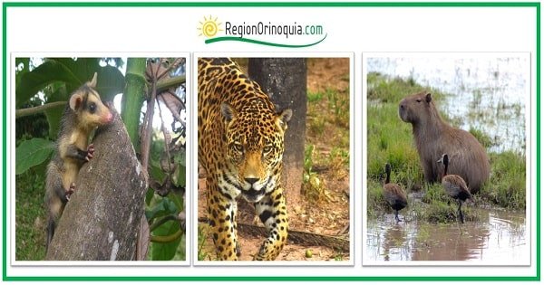 animales de la region orinoquia