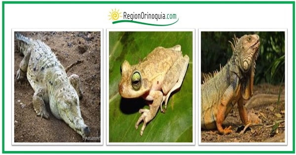 animales de la region orinoquia