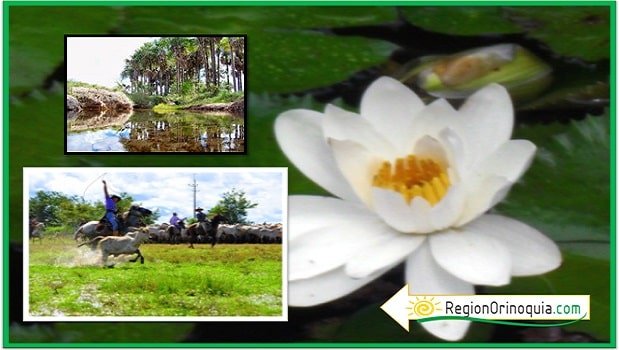 especies vegetales region orinoquia