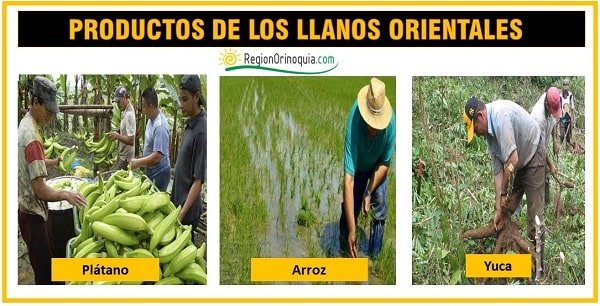 productos agricolas de la region orinoquia